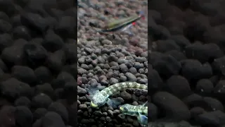 Orange Fin Stiphodon Goby Fish #freshwateraquarium