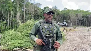 Aluisio Mendes leva policiais do CTA a destruir de plantação de maconha no Maranhão 2