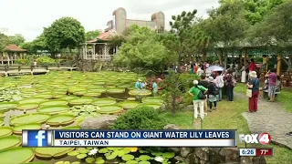 Visitors take a leap on lily leaves