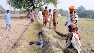 2 jogion ne mil kar bara khatarnak black cobra saanp pakar lia | safdar jogi & fiaz jogi