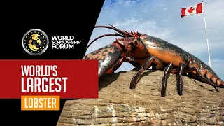 World’s Largest Lobster