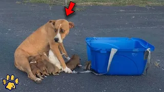 A Dog and 9 Puppies Were Thrown Out of the Car  But Then the Unbelievable Happened!