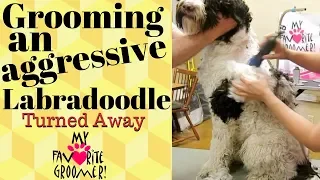 Grooming an aggressive Labradoodle