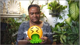 Ew. OMG WHAT IS THIS!? | RARE Hoya Unboxing | SecretGardenRarePlants | H. Swiffers Tail, H. Lori lyn