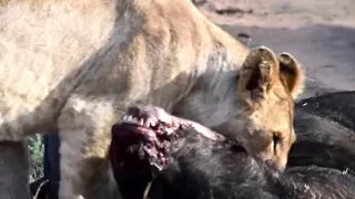 Lions Eating Brains out of a Buffalo in Maasai Mara!