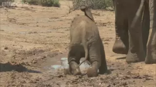 Learning to be an elephant in Samburu - Planet Earth Live - BBC One