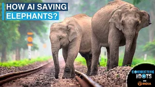 The Elephants Story: How AI Saving The Giants | Connecting The Dots