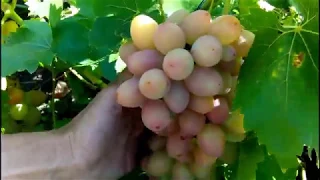 Мой виноградник
