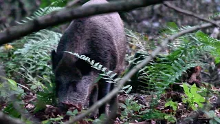 Bliski podchód dzika w lesie boar wild boar