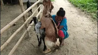 #goat-breeding#goat-meeting#In the village environment, the goats on the farm sit in meetings with#