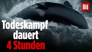 Fünf Orcas töten Grauwal-Baby