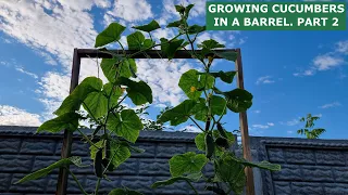 GROWING CUCUMBERS IN A BARREL. PART 2