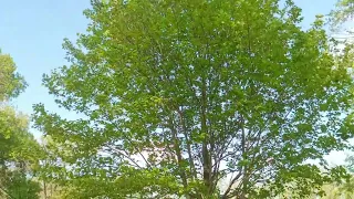 Summer Wind View in Des Moines IA #travel #travelvlog #tour #nature #windy #treelovers #tree