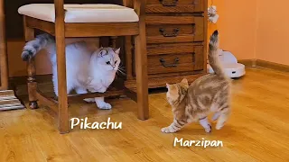 Now the kittens have come to visit their older brother - Pikachu