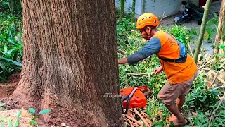 The Cowshed is in danger  ‼️Cut down a big tall red mahogany tree