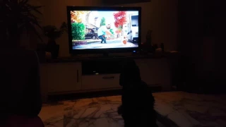 English Cocker Spaniel Toby watching Secret Life of Pets