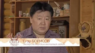 Якутская охотничья лайка. Интервью Егора Борисова