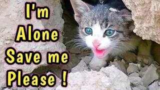 Abandoned Stray kitten Left ALONE in the Mud Cave | Kitten missing her mom cat | Rescue Story!