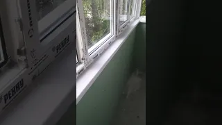 Гкл влагостойкий на балконе