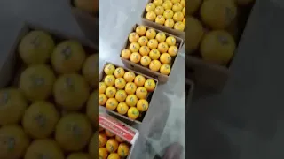 Мандарины 🍊 из Пакистана Марченко