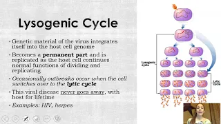 Viruses & Disease (updated)