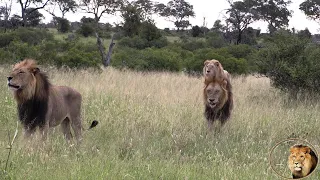 All Together Again - Casper The White Lion And His Three Brothers And Satara Pride With Cubs