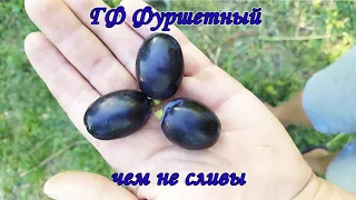 Виноград Фуршетный