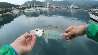 Micro jigging - Saddled seabream, amberjack and false scad on Duo Tetra Jig 7g