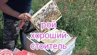 Как рой пчёл строит вощину. Пчеловодство!