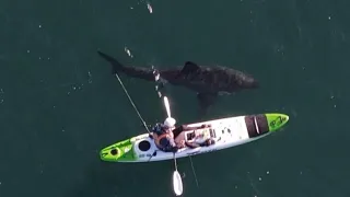 Kayak Shark Encounter with drone footage.