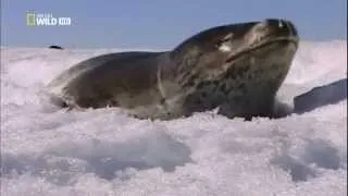 Морской леопард -  опасный хищник