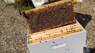 Checking bees rescued from tree in Wright City MO