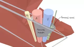 3D Tour of the Femoral Triangle