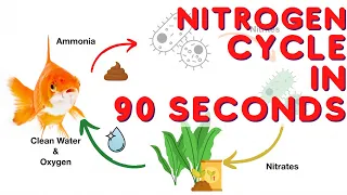 Aquarium nitrogen cycle - simple explanation in under 90 seconds