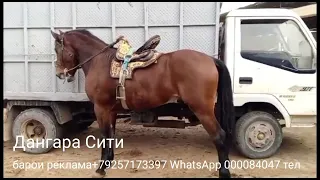 асп бозори Дангара 22 10 2023 г