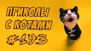 Приколы с Котами ДО СЛЁЗ Смешные коты 2018 Смешные кошки