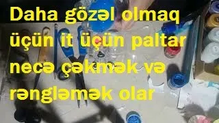 Daha gözəl olmaq üçün it üçün paltar necə çəkmək və rəngləmək olar