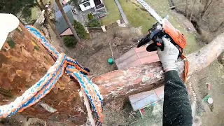 Dangerous Job: Cutting a Leaning Tree over House! Relaxing Tree Work