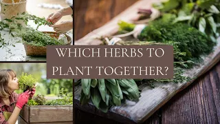 Which Herbs To Plant Together | 10 Common Herbs Companion Planting