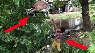 Amazing Boy Hunting - Shooting the Bird on the Tree - Make Slingshots to Shoot The Bird