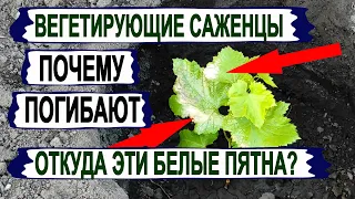 🍇 Вот из-за ЭТОГО ПОГИБАЮТ ВЕГЕТИРУЮЩИЕ САЖЕНЦЫ винограда после пересадки в открытый грунт.