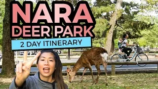 Nara Deer Park Bicycle Tour