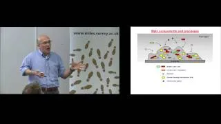 Mathematical Modelling of Biofilm Formation in the Upper Respiratory Tract