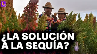 Bolivia crea semillas de trigo resistentes a sequías: "En tres meses ya se puede producir"