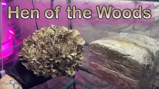 How to Grow Hen of the Woods Mushrooms Grifola frondosa Indoor Cultivation