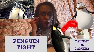 HOMEWRECKING Penguin CAUGHT | reaction