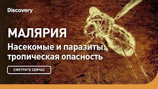 Малярия | Насекомые и паразиты: тропическая опасность | Discovery