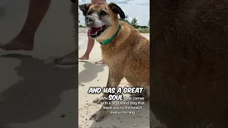 This blind and deaf dog has best job 💙