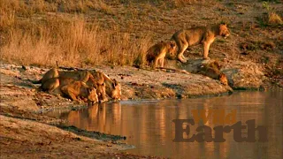 WildEarth - Sunrise Safari - 7 May 2020