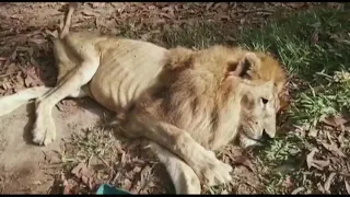 Abused lion reunited with rescuer who's a mother figure to him